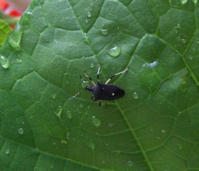 Bug Help