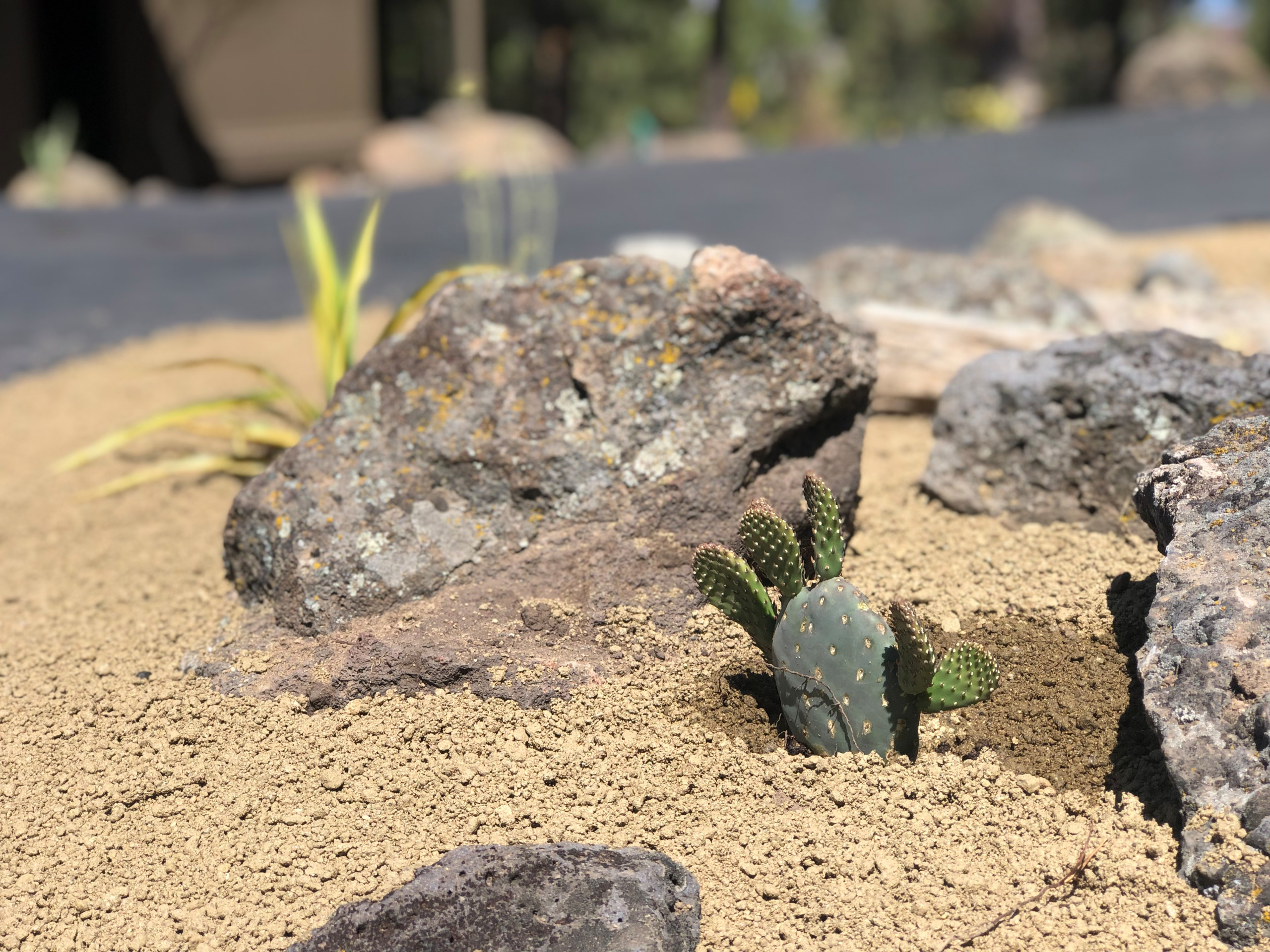 Awbrey Butte - Desert Style