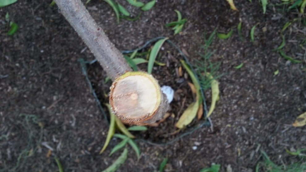 Help Young Nectarine Tree Dead on One Half, Please Advise?