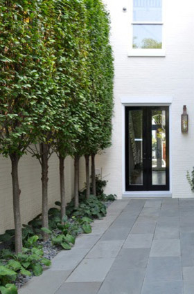 Contemporary Urban Garden contemporary-garden