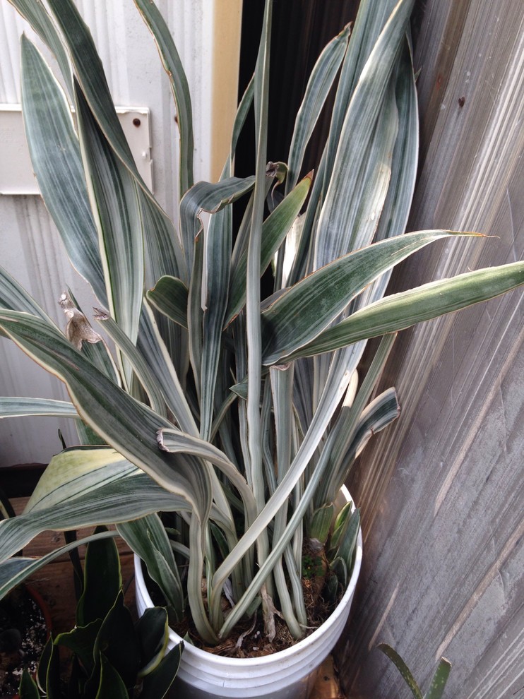 Bucket of 'Siam silver' | Houzz Forum