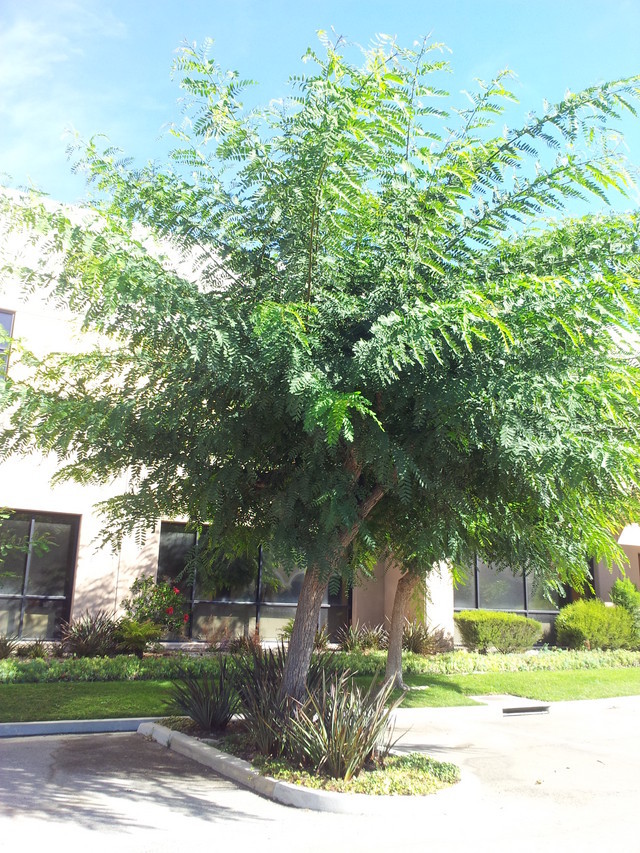 Tree ID