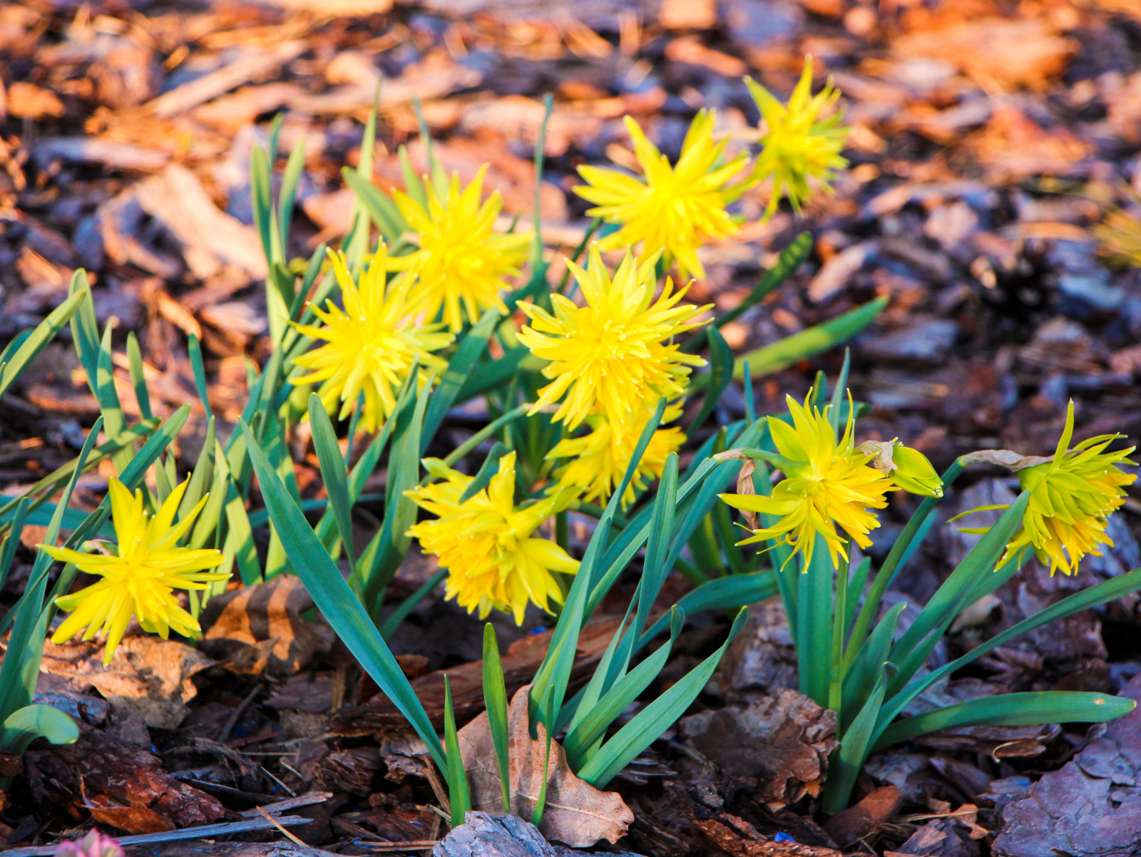 Горки-10, 2017-2020 г.г.