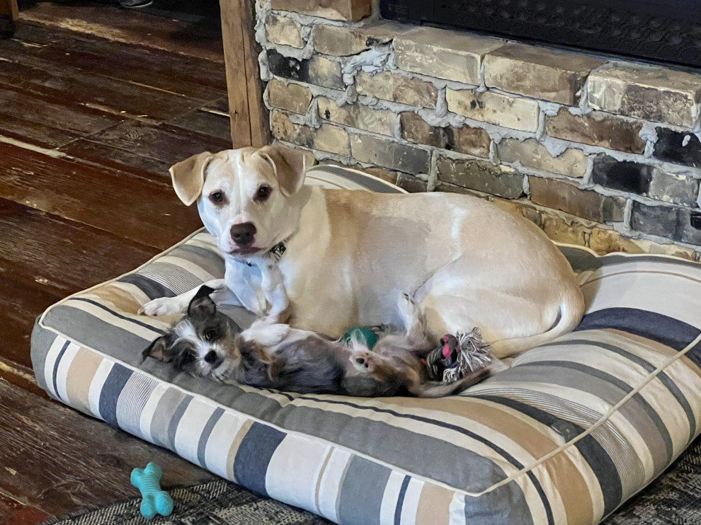 Shop Dogs
