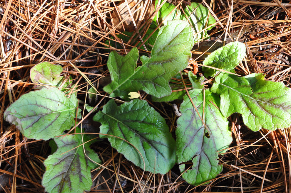 North GA Woodlands plant 2