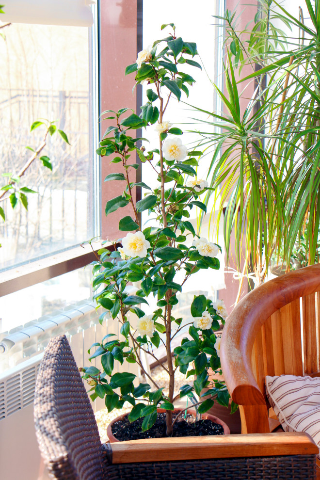 Тарасовка, зимний сад, 2012-2013 гг.