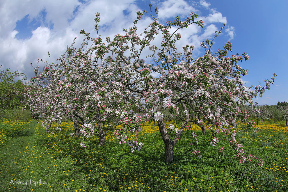 Плодовый сад МГУ