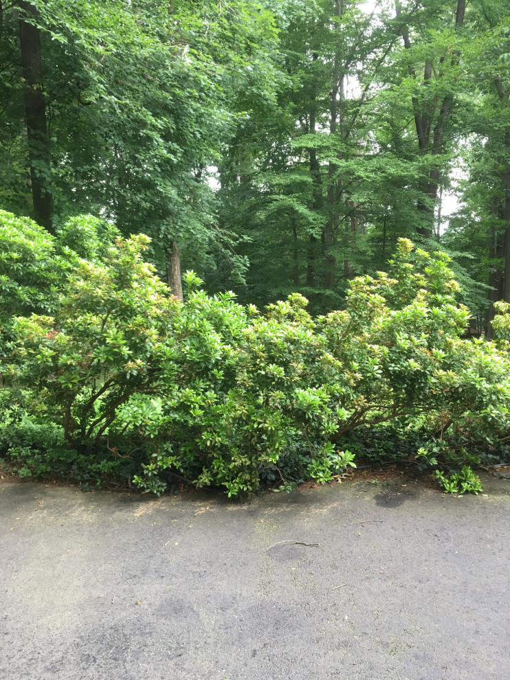 Mountain Fire Andromeda Bush damage