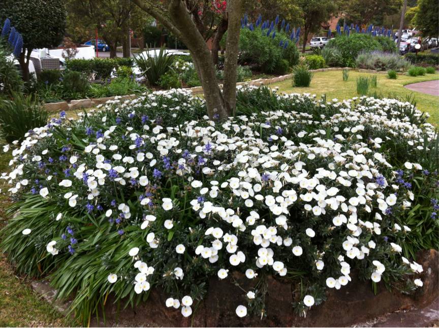 Great Design Plant: Convolvulus Cneorum