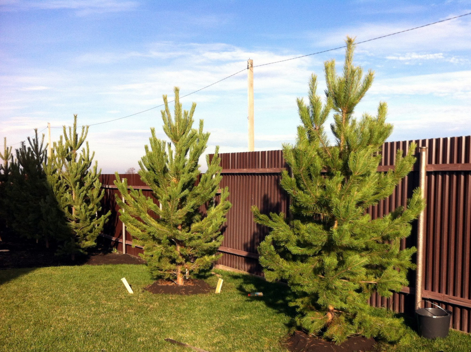 Посадка крупномеров