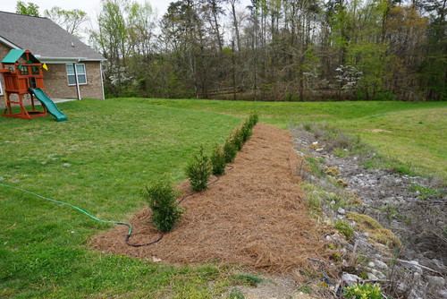 Freshly Planted Green Giant Questions