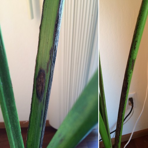 Kentia palm spots on leaves and stems--please help!!