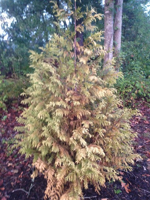 Green Giant Arborvitae Turning Yellow Shapeyourminds Arborvitae And Green Giant Turning Greyish