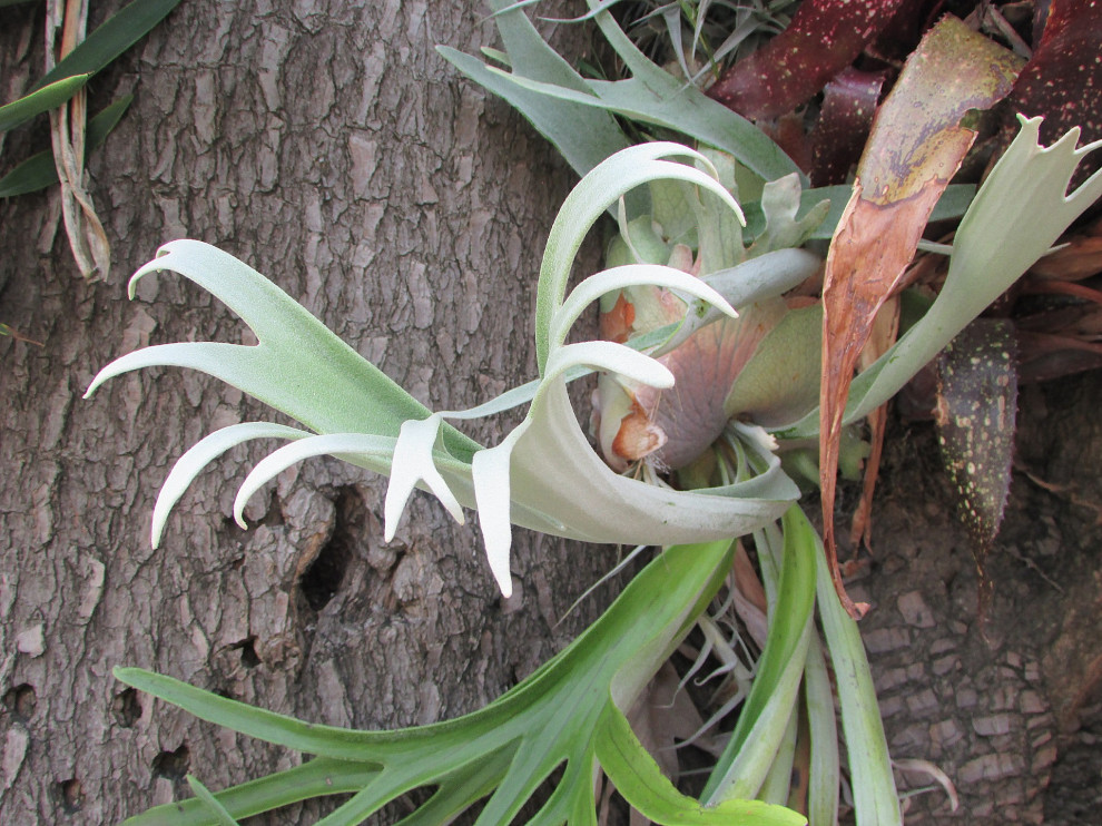 Unique Staghorn Fern,P. veitchii lemoinei..leaf.