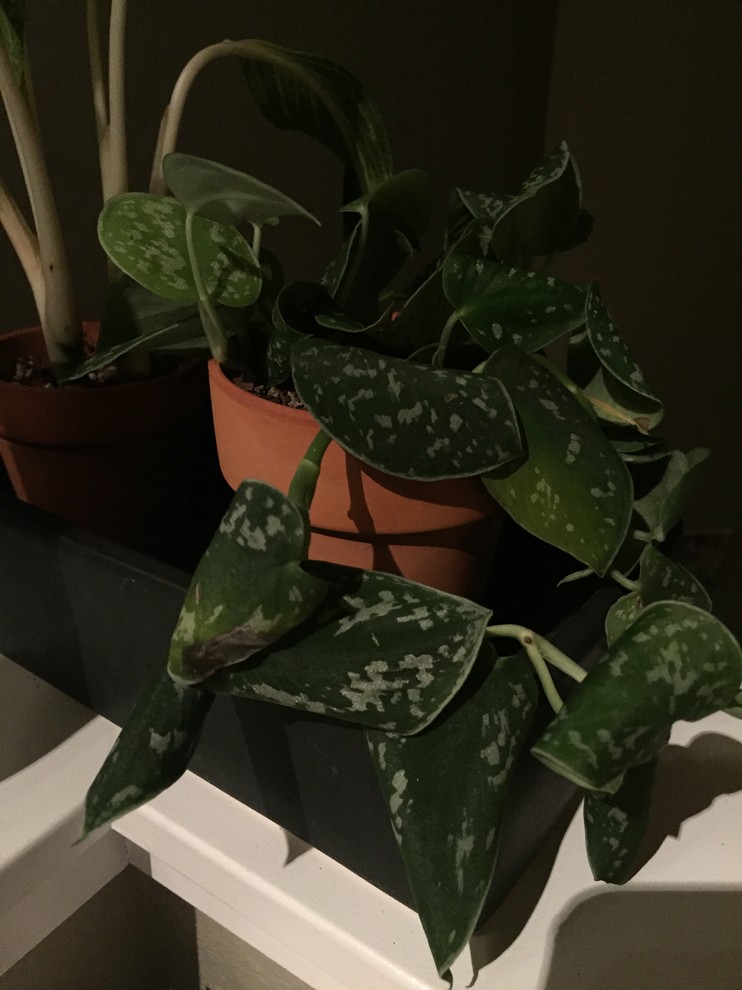 rubber plants indoor Twisted Stem Ficus Elastica (Rubber Plant) | Happy Houseplants