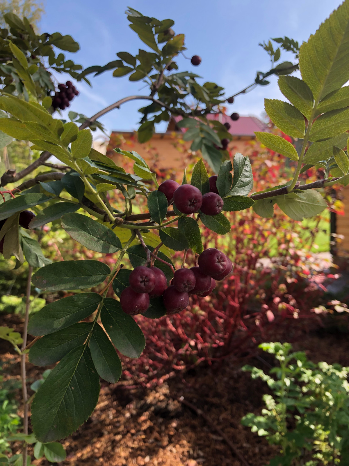 Усадьба на краю леса