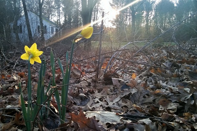 Daffodil at sunset (ID by floral_uk) 1Y-YYY farmhouse-garden
