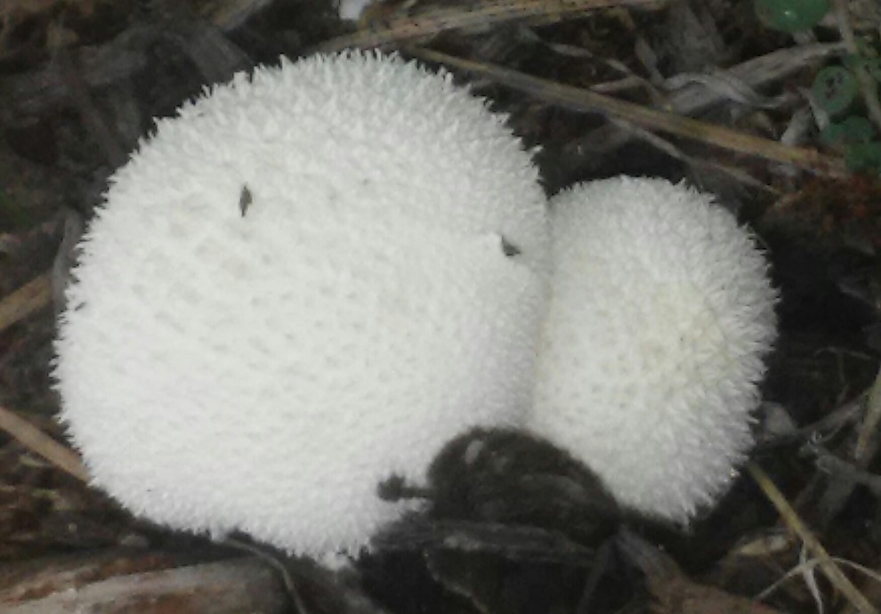 White fuzzy/spiky balls in garden?