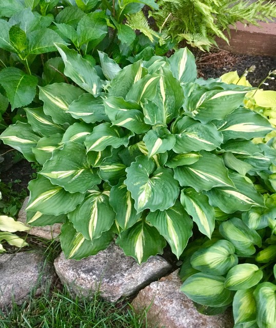 hosta 