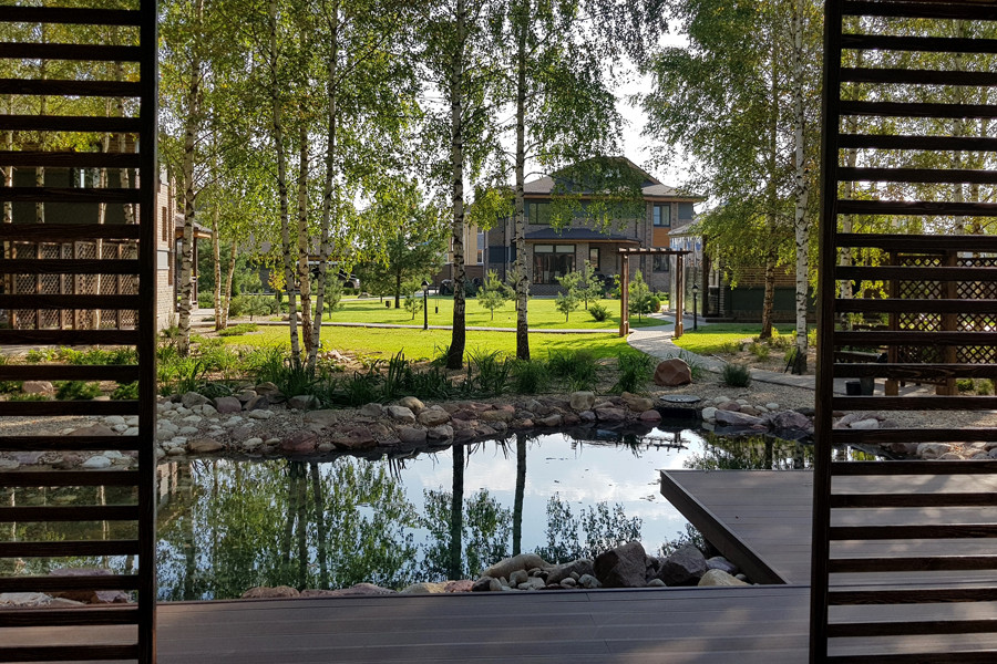 Пруд и берёзы