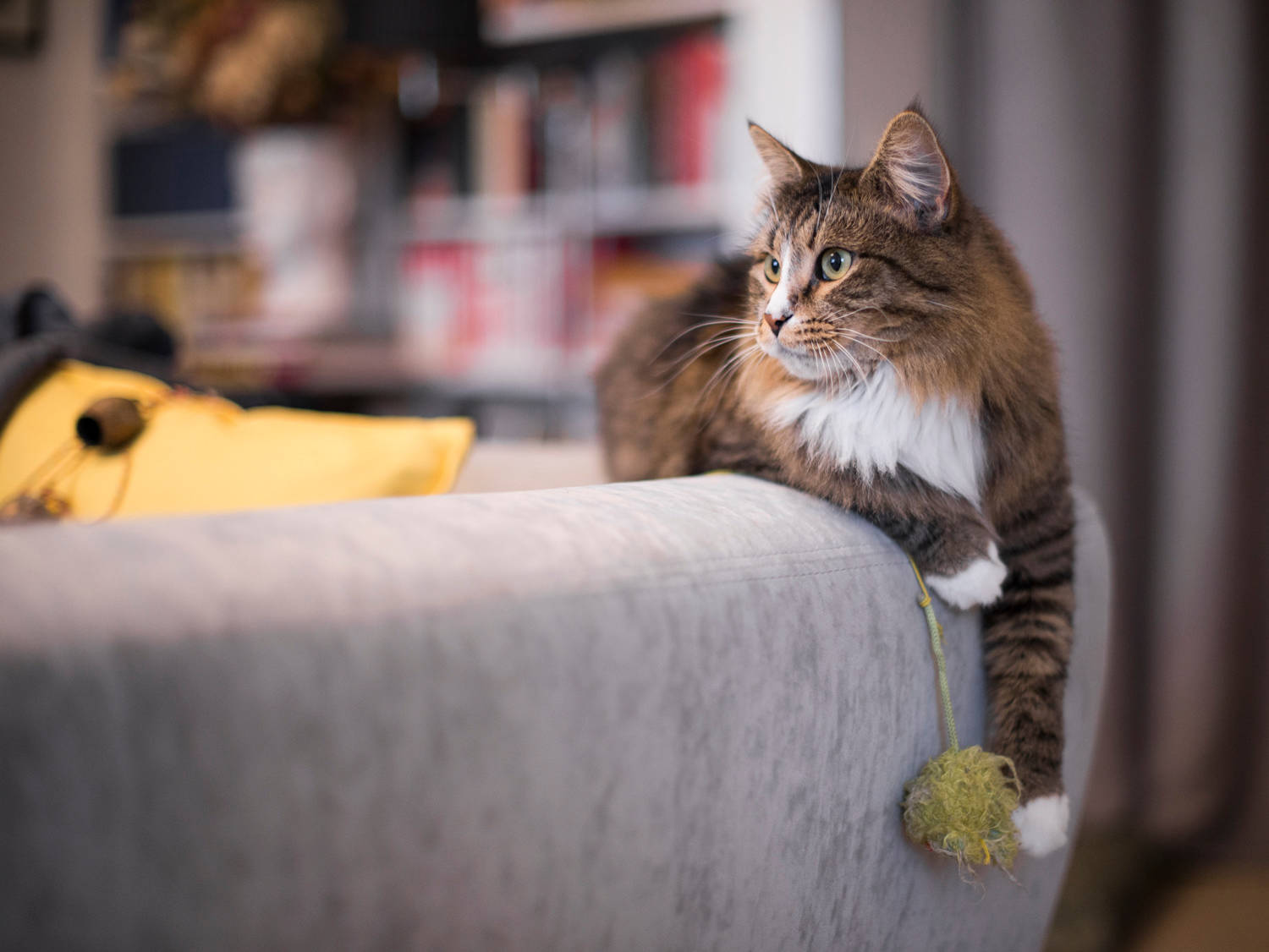 Что делать если кот гадит, метит, дерет мебель, орет и что нужно котенку в  новом доме | Houzz Россия
