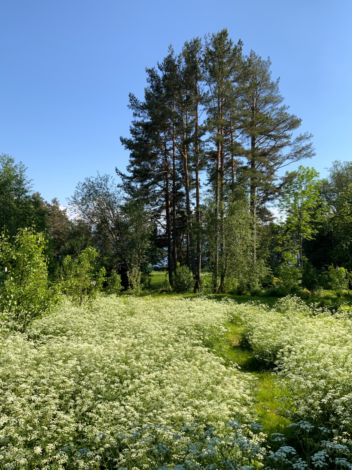 Природный стиль в ландшафтном дизайне