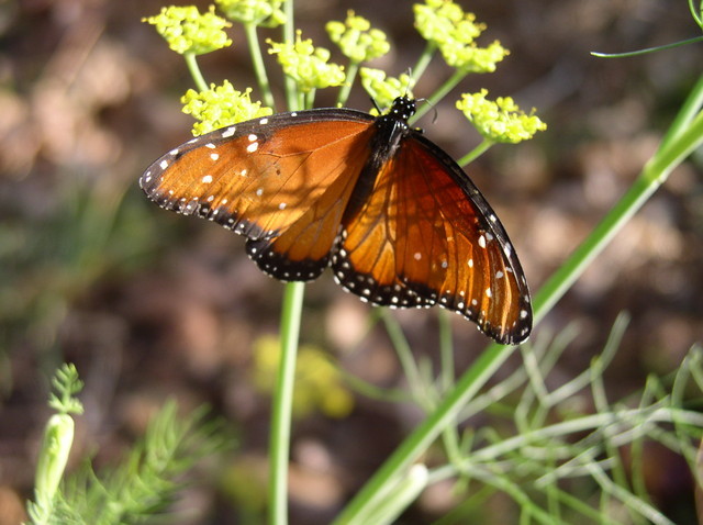 Do you know this butterfly? | Houzz Forum