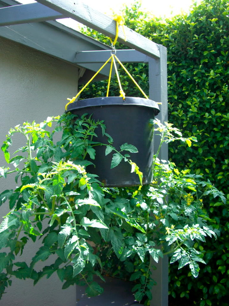hanging tomato planter
