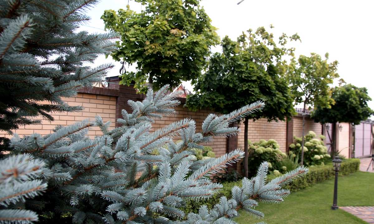 Сад Семьи К.