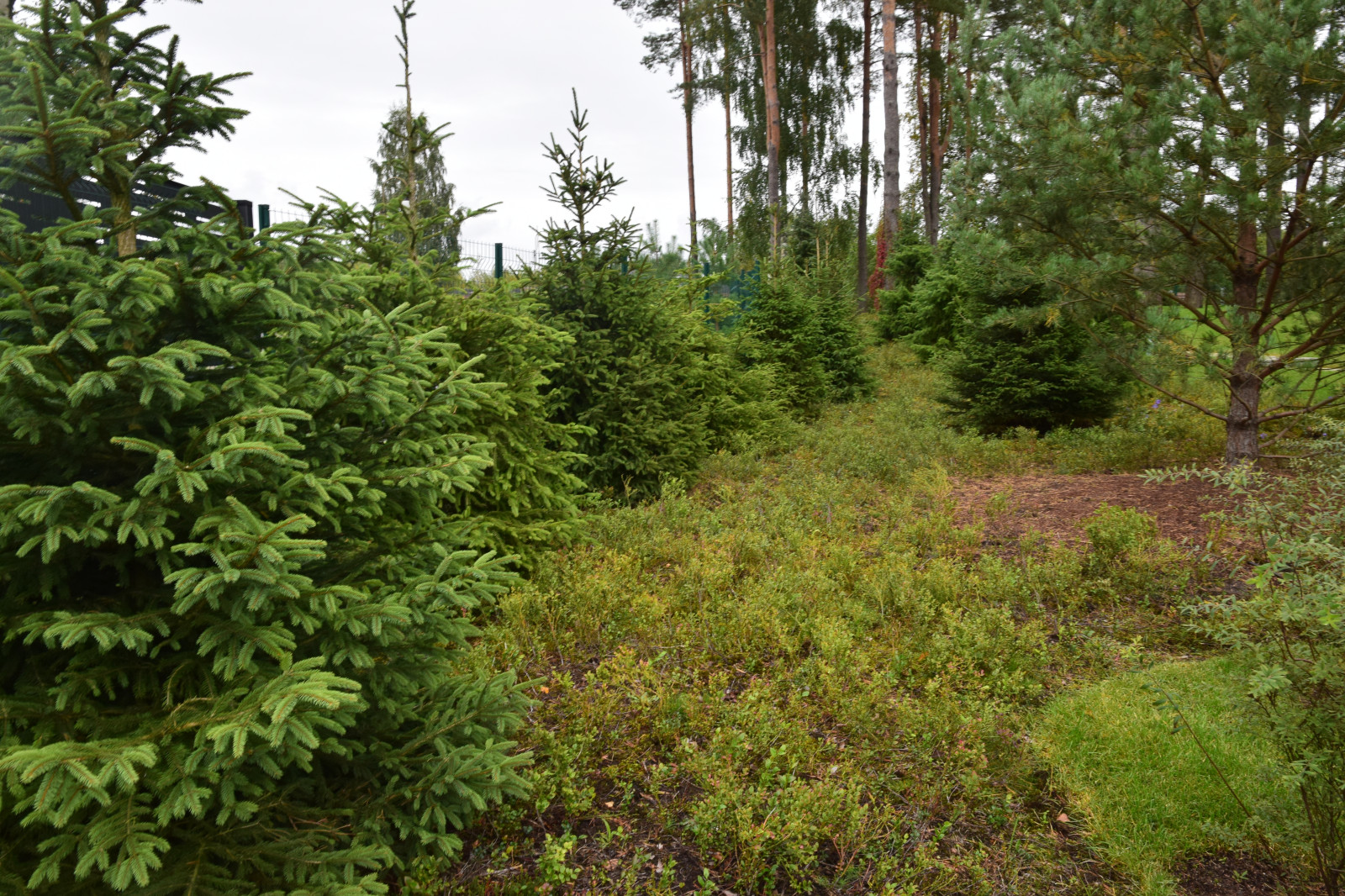 Сестроречье