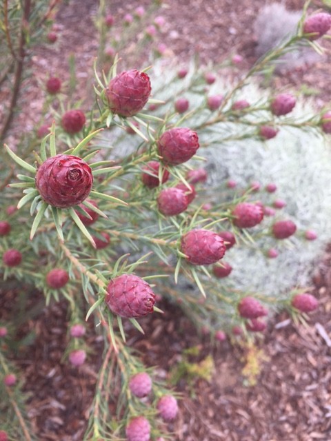 Leucadendron Jubilee Crown - San Diego - par Edibella Landscape Design
