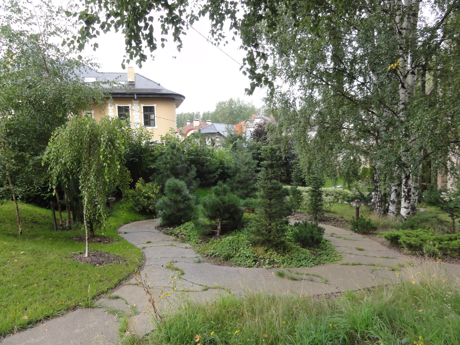 березовая роща