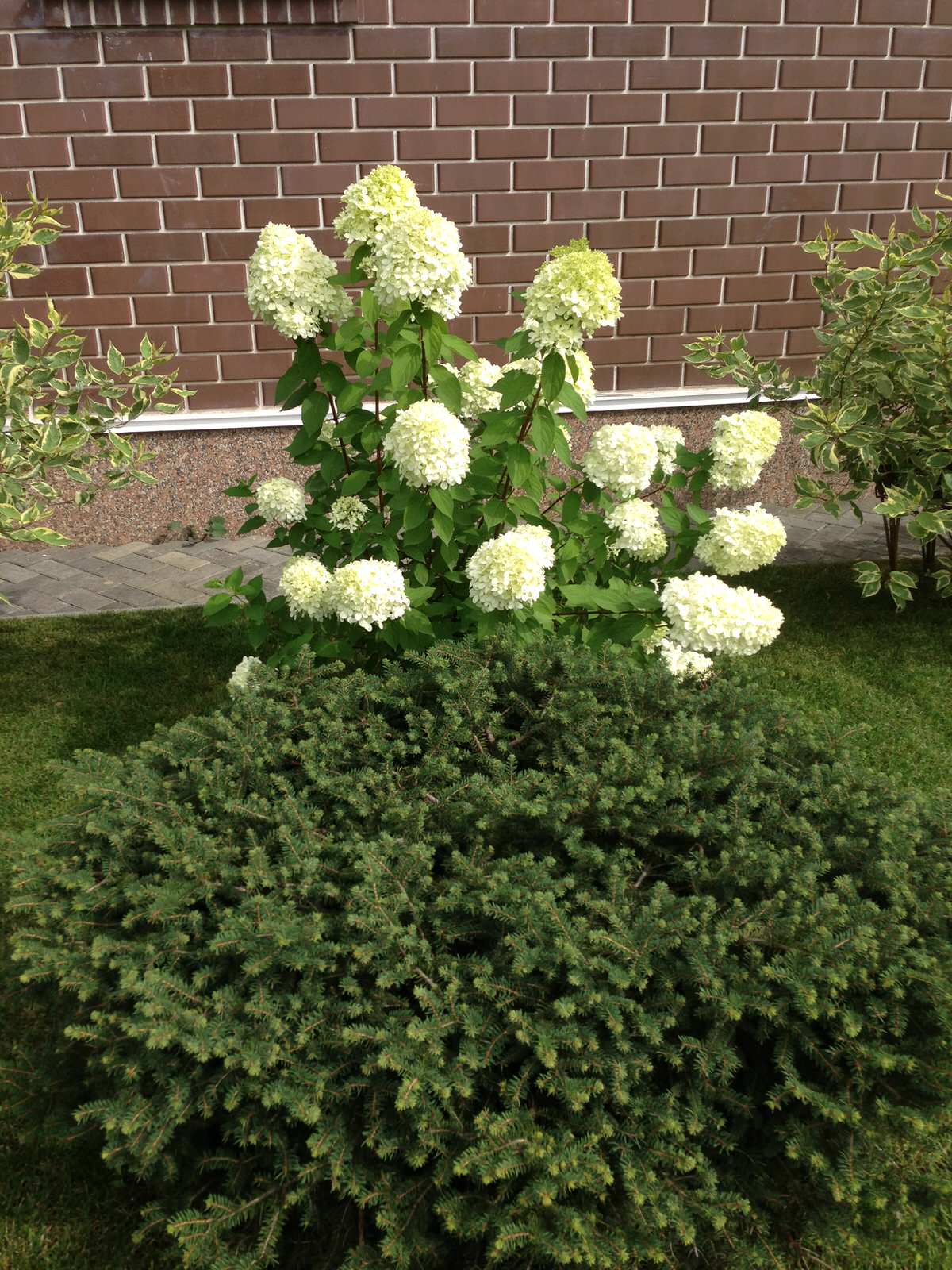 Вавиловец 1