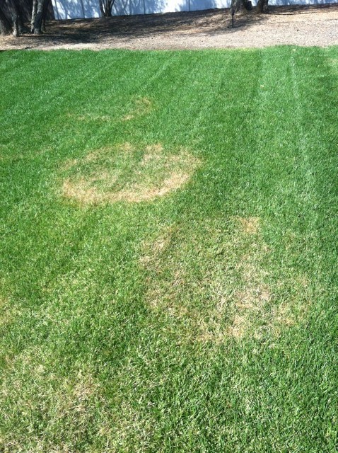 circular patches dead grass in new sod