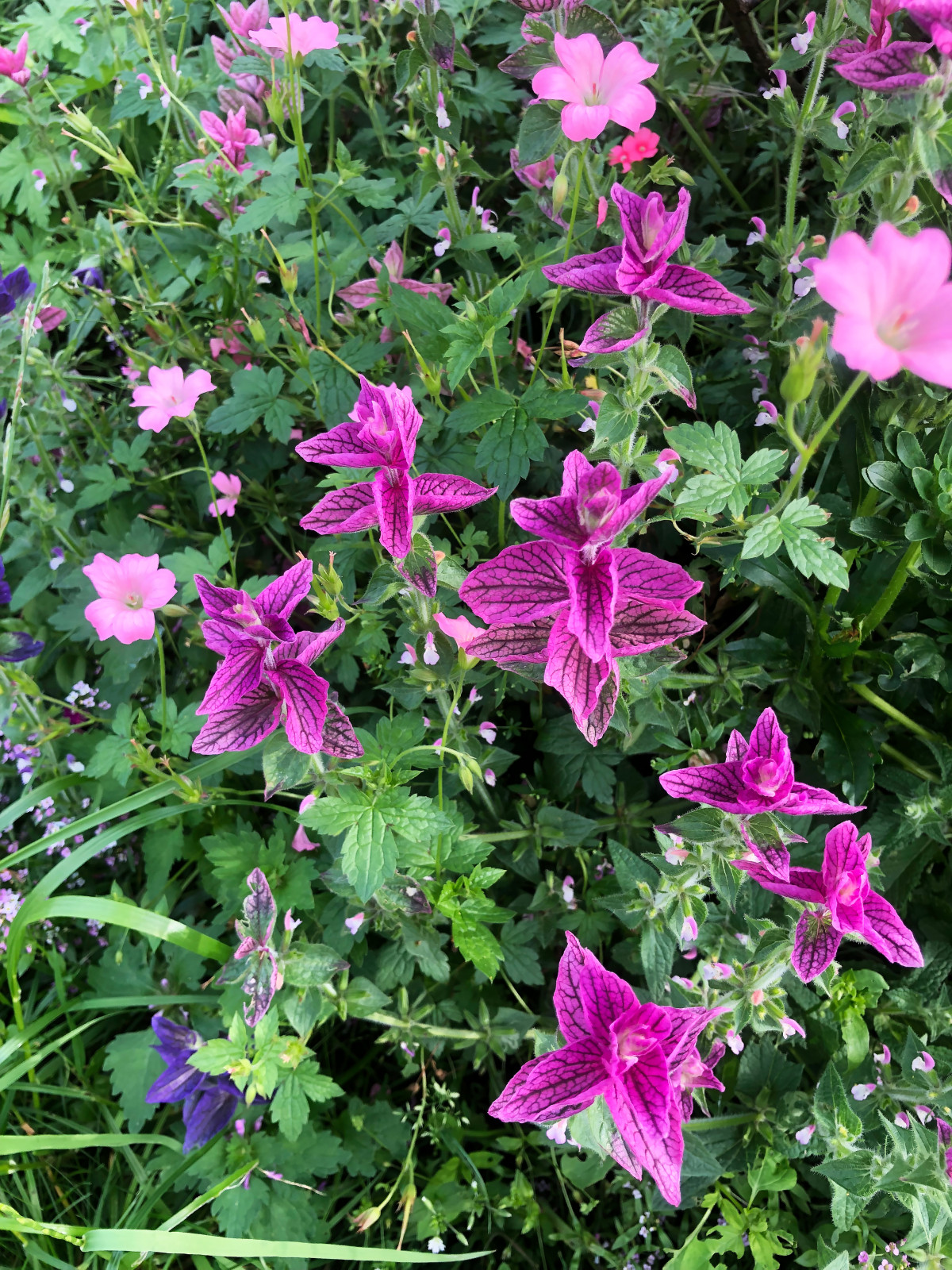 Монохромный розовый цветник