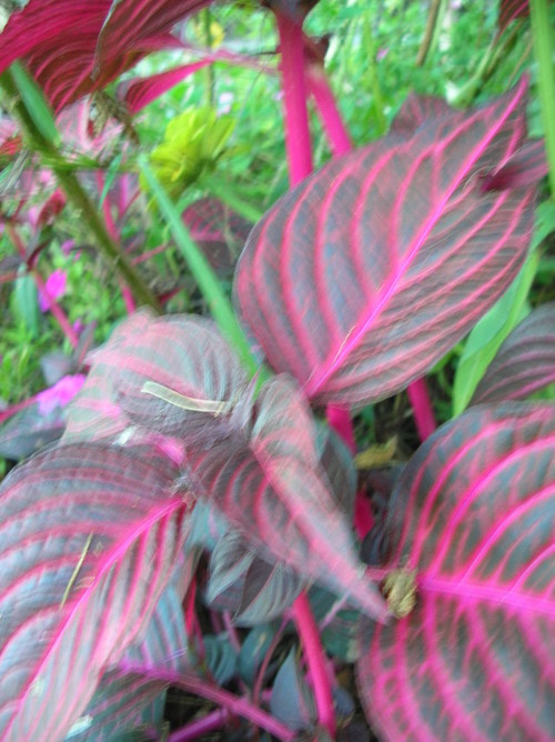 Purple leaved plant with bright pink veins and stems