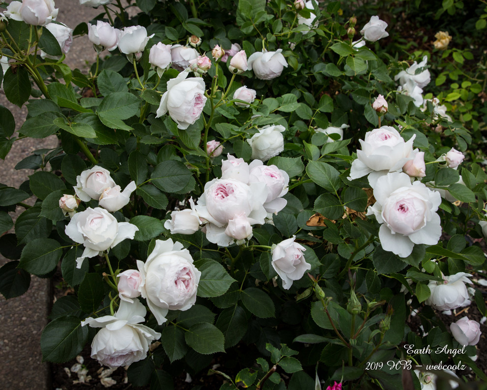 Earth Blooms Bridgetown