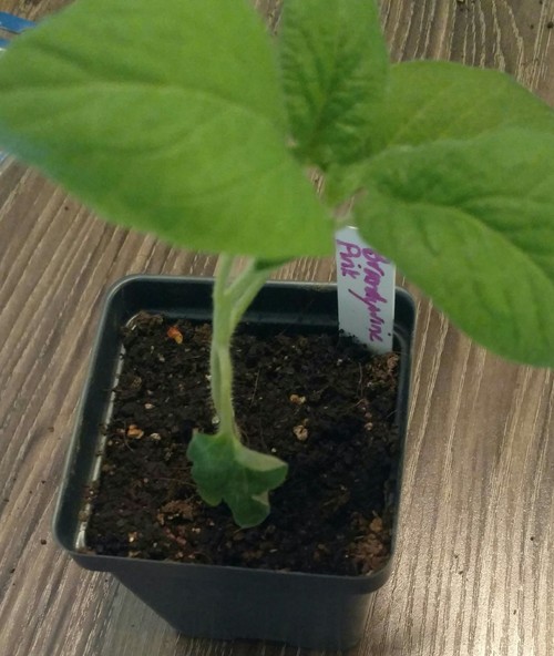 Drooping leaf on young tomato plant. What�s the cause?