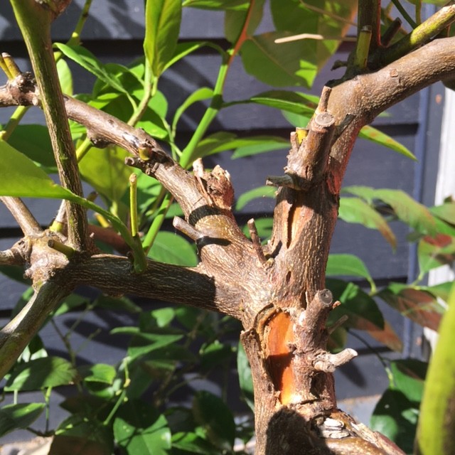 splitting bark on Meyer Lemon advice, please?