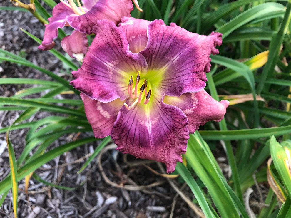 Friday's blooms (Many new ones)