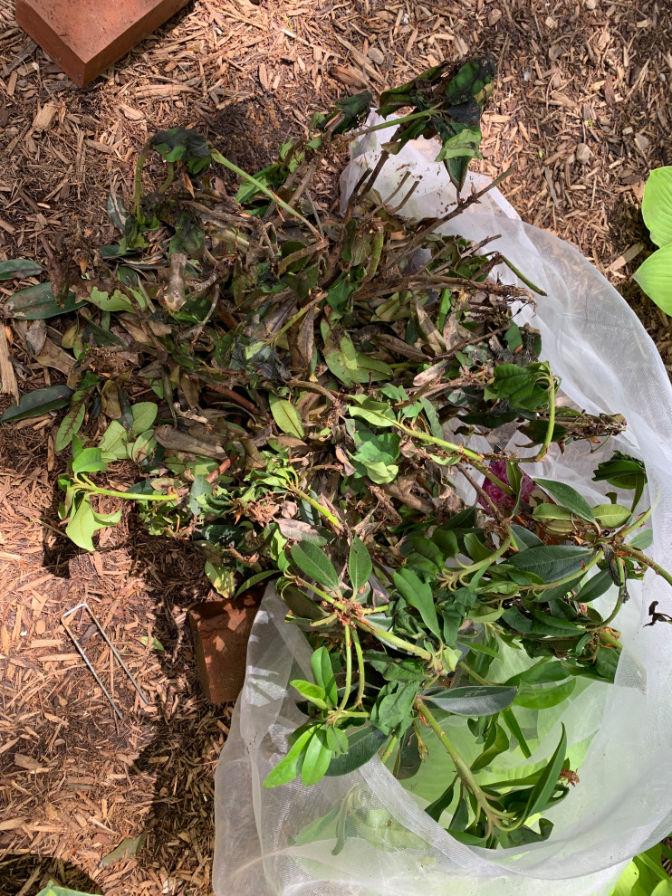 Help with dying azalea