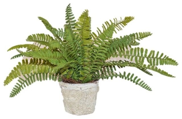 Sword Fern Bush in a Cement Pot