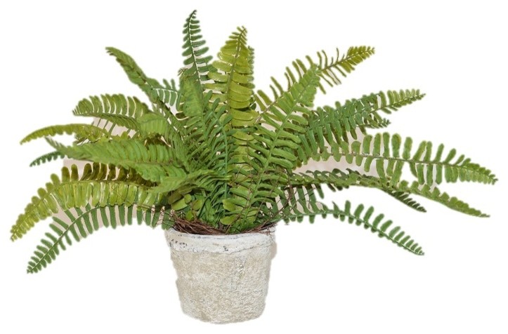 Sword Fern Bush in a Cement Pot
