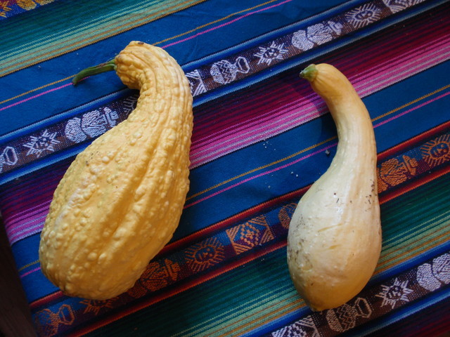 Determining ripeness of crookneck squash | Houzz Forum