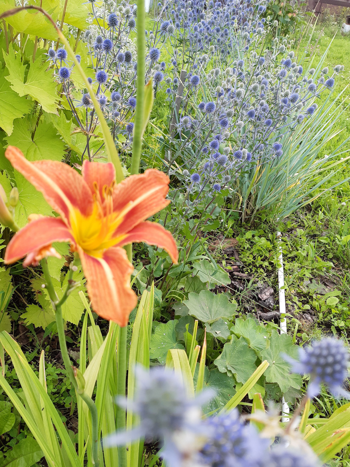 Миксбордер