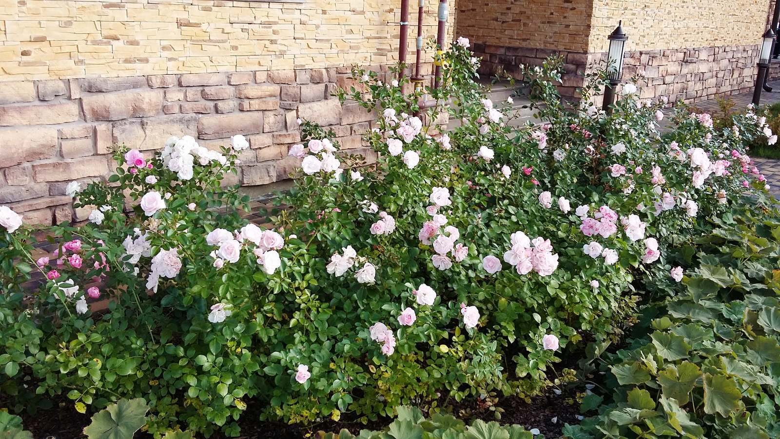 кп "Папушево" - Профессиональный уход за садом - 100% качество!