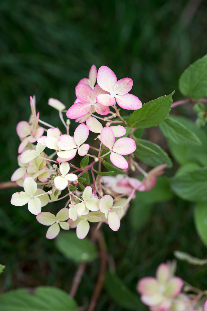 Сад Оксаны Хебородовой Гран-При на Москоу Флауер Шоу ( "Cад Вячеслава Зайцева")