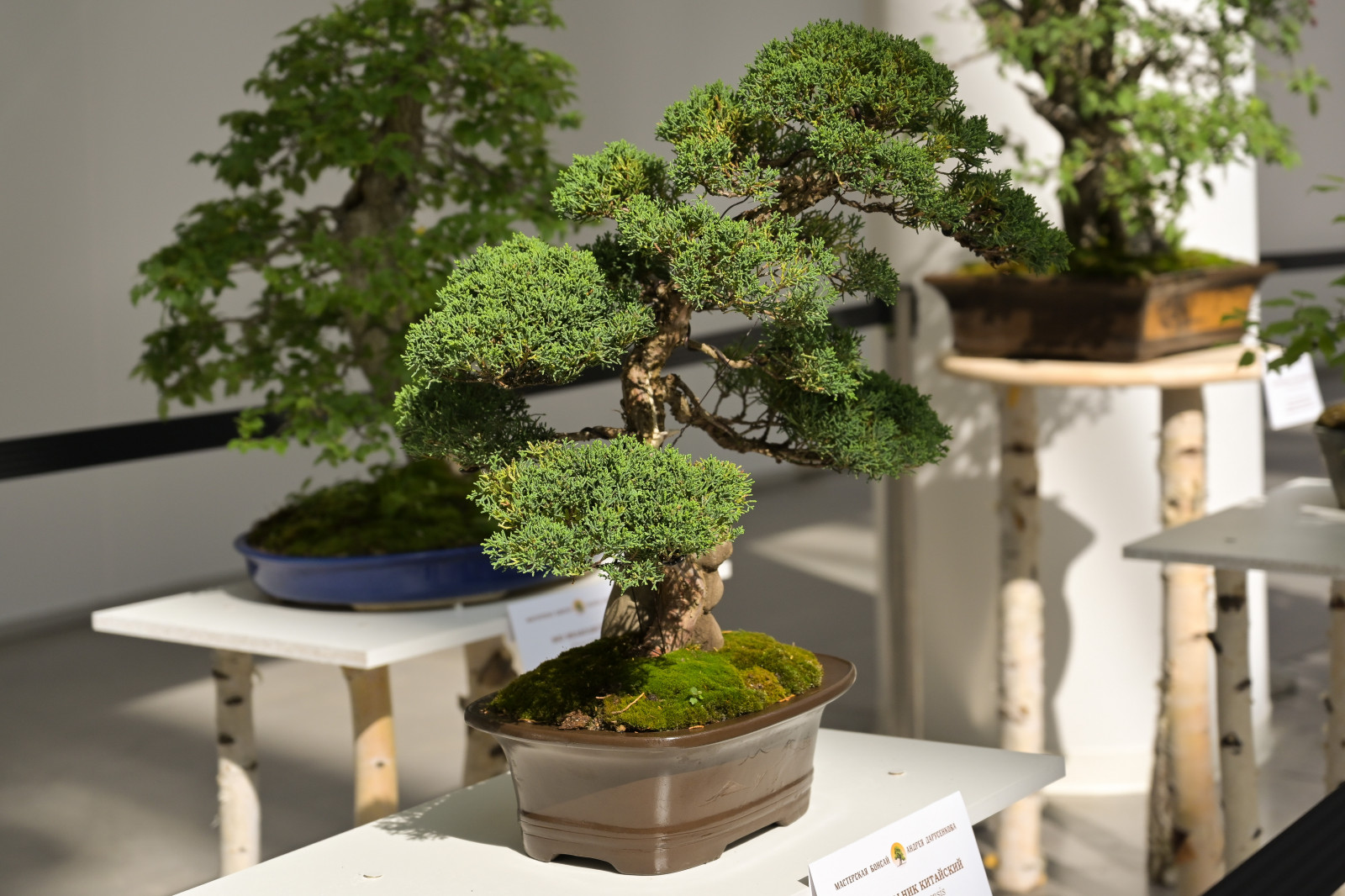 Первый Евразийский Форум ландшафтного искусства "Атмосфера"