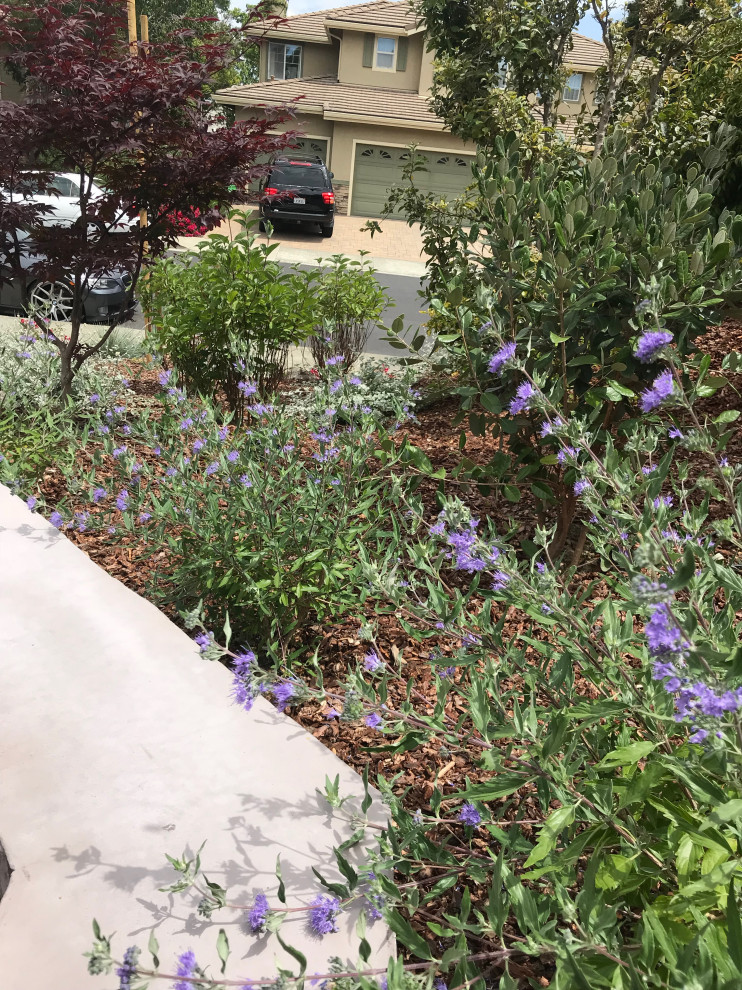 Benicia Low-maintenance front yard