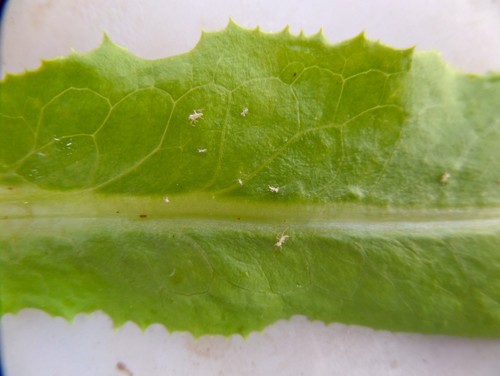 Tiny White Bug On My Greenhouse Lettuce Taos Nm